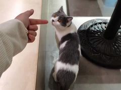 -more than meow吴止猫主题餐厅(承德 中船汇店)