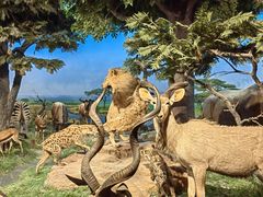 -国家自然博物馆