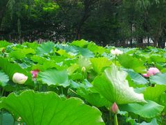 -陈家山荷花公园