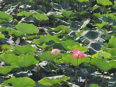 -长春市南湖公园