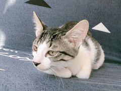 -福懋动物医院·犬猫全科·外科·重症科(杏林分院)