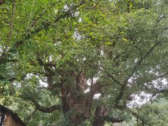 -杨家堂村