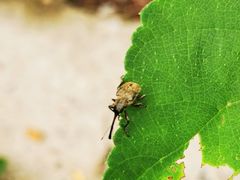 -鹫峰国家森林公园