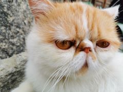 -喵屿·大理花园猫咖