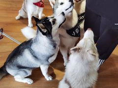 -Husky Go! 哈士奇体验馆·宠物咖啡厅狗咖