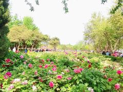 -曹州牡丹园
