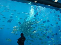 -瑞德姆美人鱼海底演艺主题餐厅(亚龙湾店)