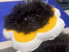 -博特宠物医院24h犬猫全科.骨科·异宠