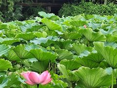 -龙头寺公园