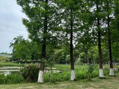 -白鹭湾湿地公园