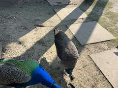 -合肥滨湖国家森林公园