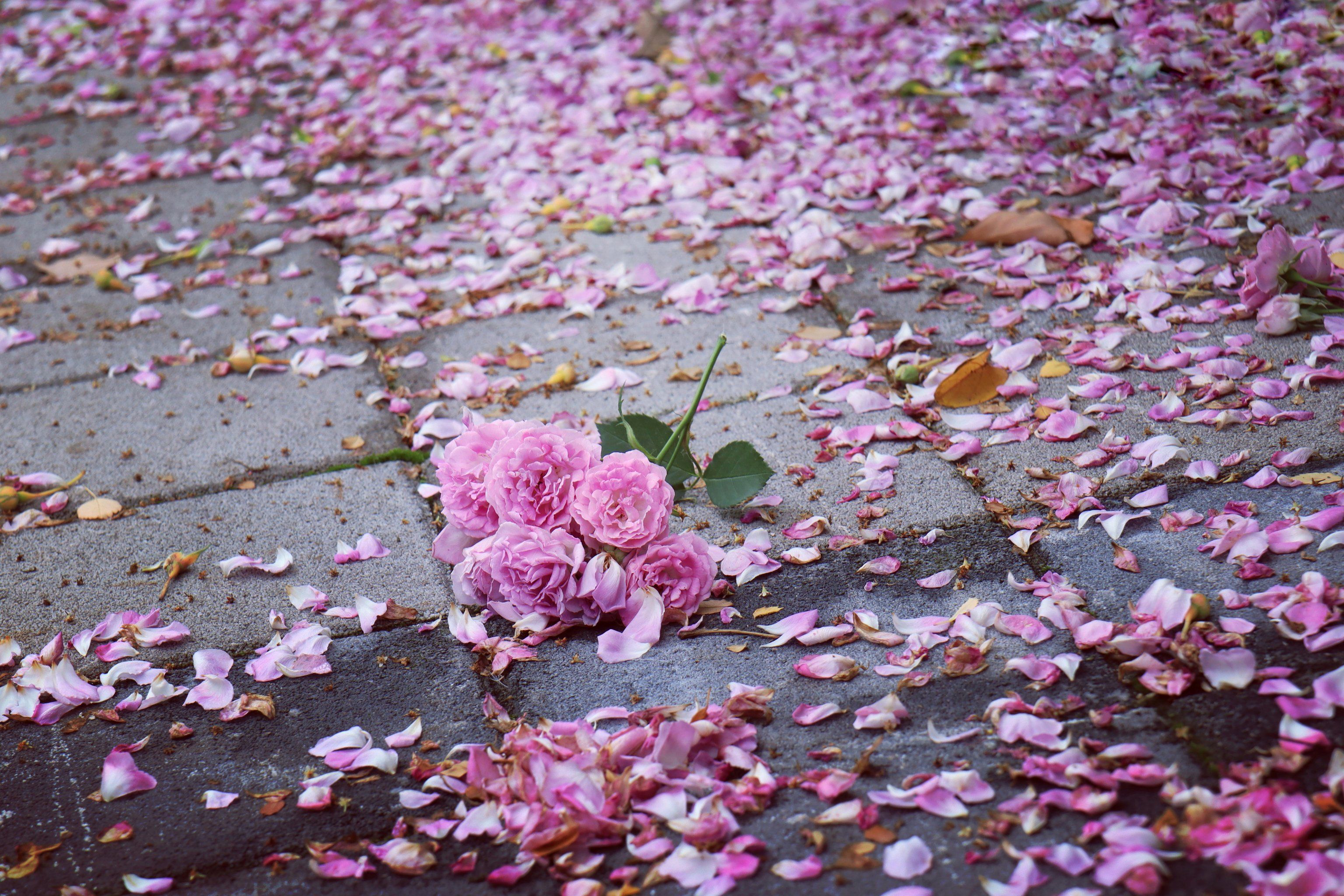 一地落红春远去