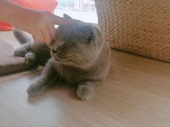 -藏猫猫咖啡主题馆(中央大道店)