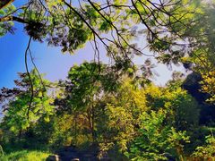 -铁山坪森林公园