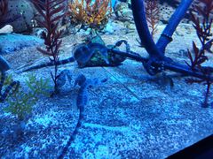 -上海海洋水族馆