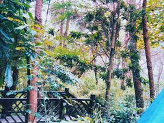 -铁山坪森林公园