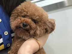 -佳雯宠物医院(金华南路分院)