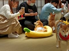-逗柴咖啡屋·狗咖猫咖宠物桌游