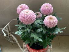 -双季花艺园艺市场(浦东店)