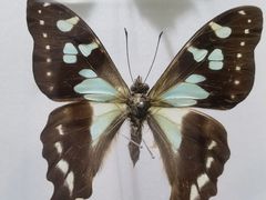 -上海昆虫博物馆