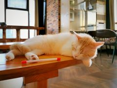 -蓝鲸·缅因猫舍