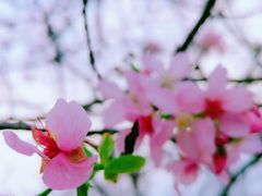 -天适樱花悠乐园