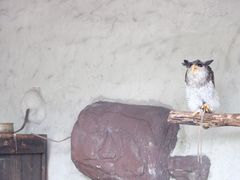 -吉隆坡雀鸟公园