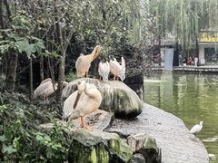 -成都动物园