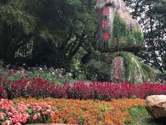 -雁南飞茶田景区