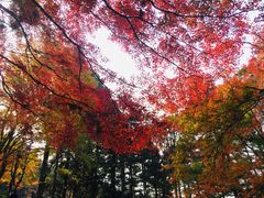 -庐山风景区花径公园