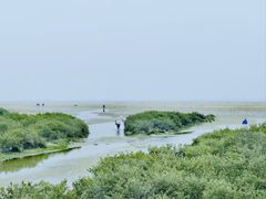 -北海金海湾红树林生态旅游区
