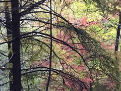 -波尔登森林公园