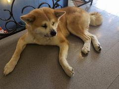 -喜柴咖啡·柴犬狗咖