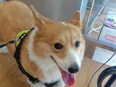 -瑞派申生动物医院·24H夜诊·国际动物医疗中心·骨外科(吴中路店)