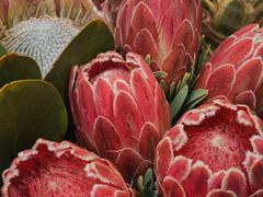 -循礼门鲜花花市(武汉循礼门店)