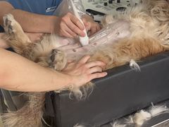 -小叮当动物医院·骨科·眼科