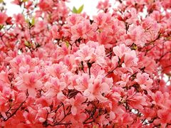 -瑞安圣井山景区