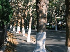 -八大关景区