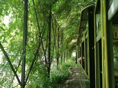 -合肥滨湖国家森林公园