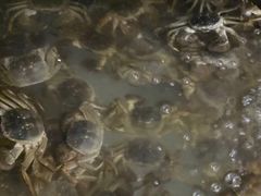 -阳澄湖大闸蟹·琼灵阁牌品牌连锁(吴中总店)