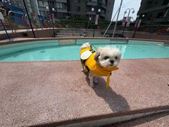 -帕帕拉兹宠物(亚洲旗舰店)