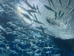 -海合安武汉极地海洋公园