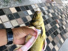 -酷鱼垂钓CLUB(朝阳区博大路店 )