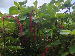 -海南热带野生动植物园