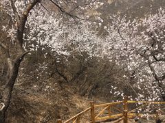 -大岭沟猕猴桃谷风景区