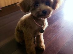 -芭比堂动物医院·24小时·眼科中心(深圳中心)