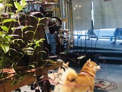 -柴务处·柴犬主题狗咖