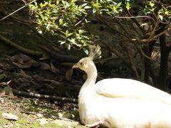 -黔灵山公园