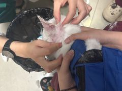 -瑞派福兴宠物医院犬猫全科·骨科·中西医结合(河东店)