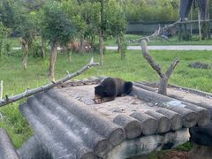 -上海野生动物园